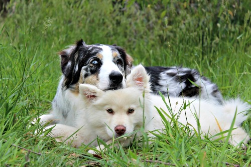 Los mejores amigos de los perros