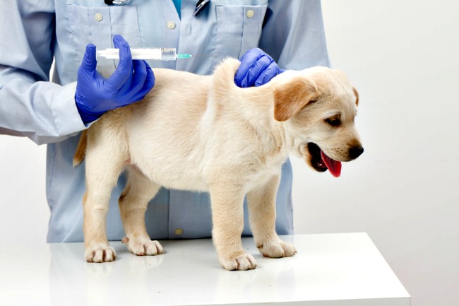 parvo injection for puppies