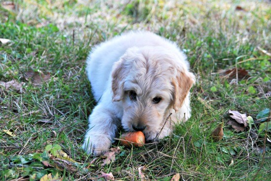 natural remedies for deworming puppies