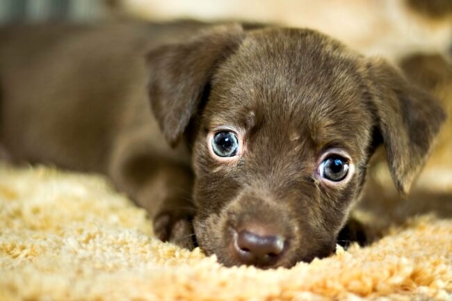 Puppy Development Your Pup S First Year