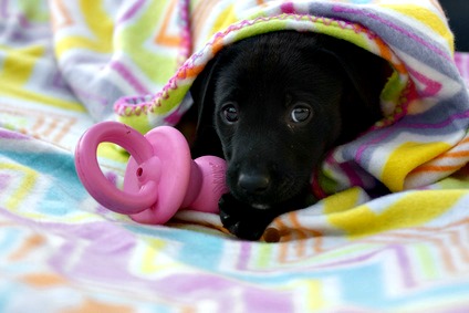 good teething toys for puppies