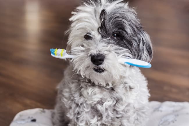should you brush a puppys teeth