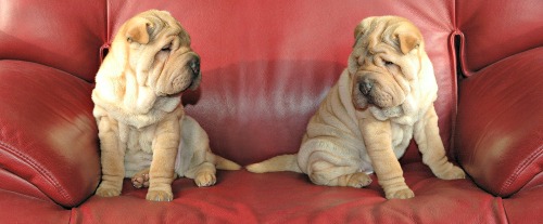 Dos cachorros de shar pei en un sofá