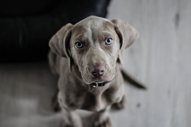 How to potty fashion train a weimaraner puppy